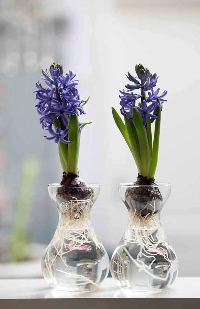 Fragrant Hyacinths Force Easily In Water Glasses