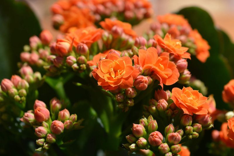 Kalanchoe Offers Cheerful Clusters Of Color