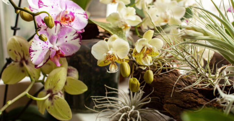 orchid plants in bloom