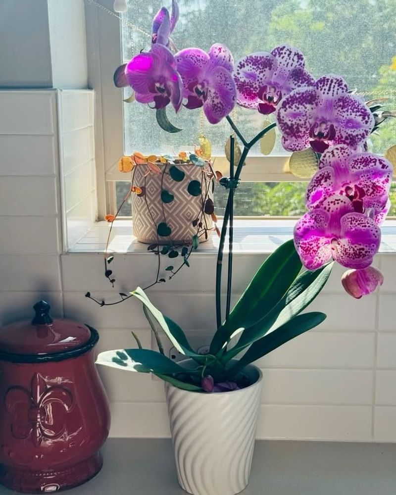 Ditch Roses Choose Orchids Instead