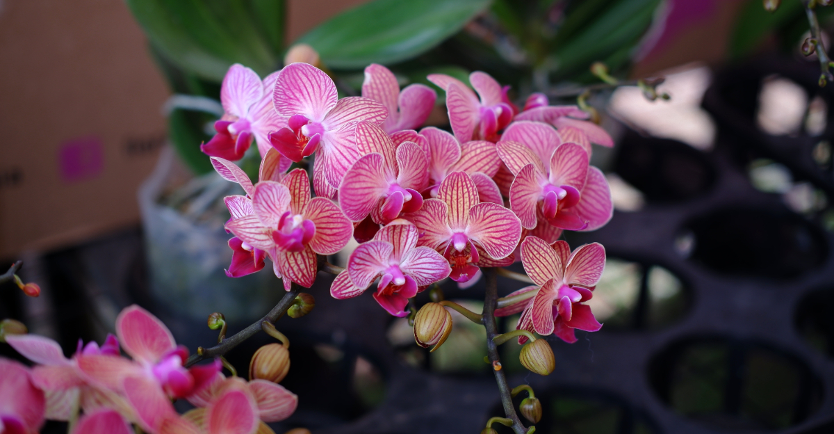 orchid (featured image)