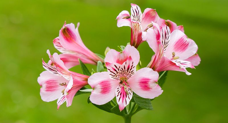 Alstroemeria