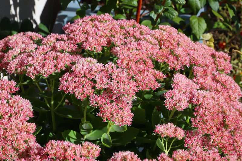 Sedum