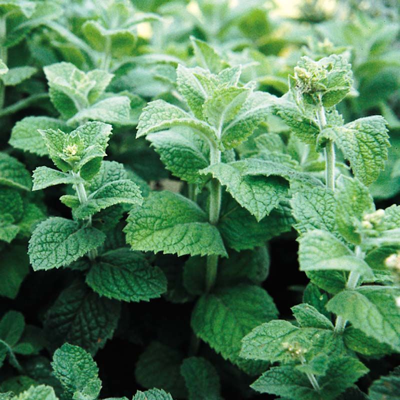 Mint (Mentha spp.)