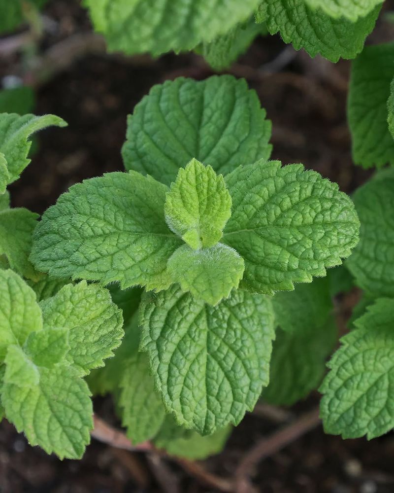 Mint That Comes Back With Energy