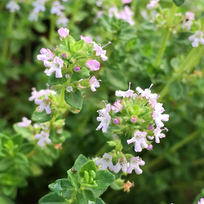 Thyme: Low Growing Herb Full Of Nectar