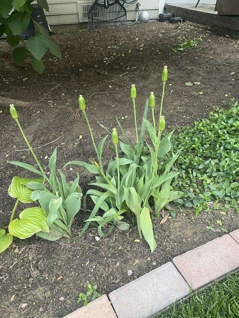 Planting Too Early In Cold, Wet Soil