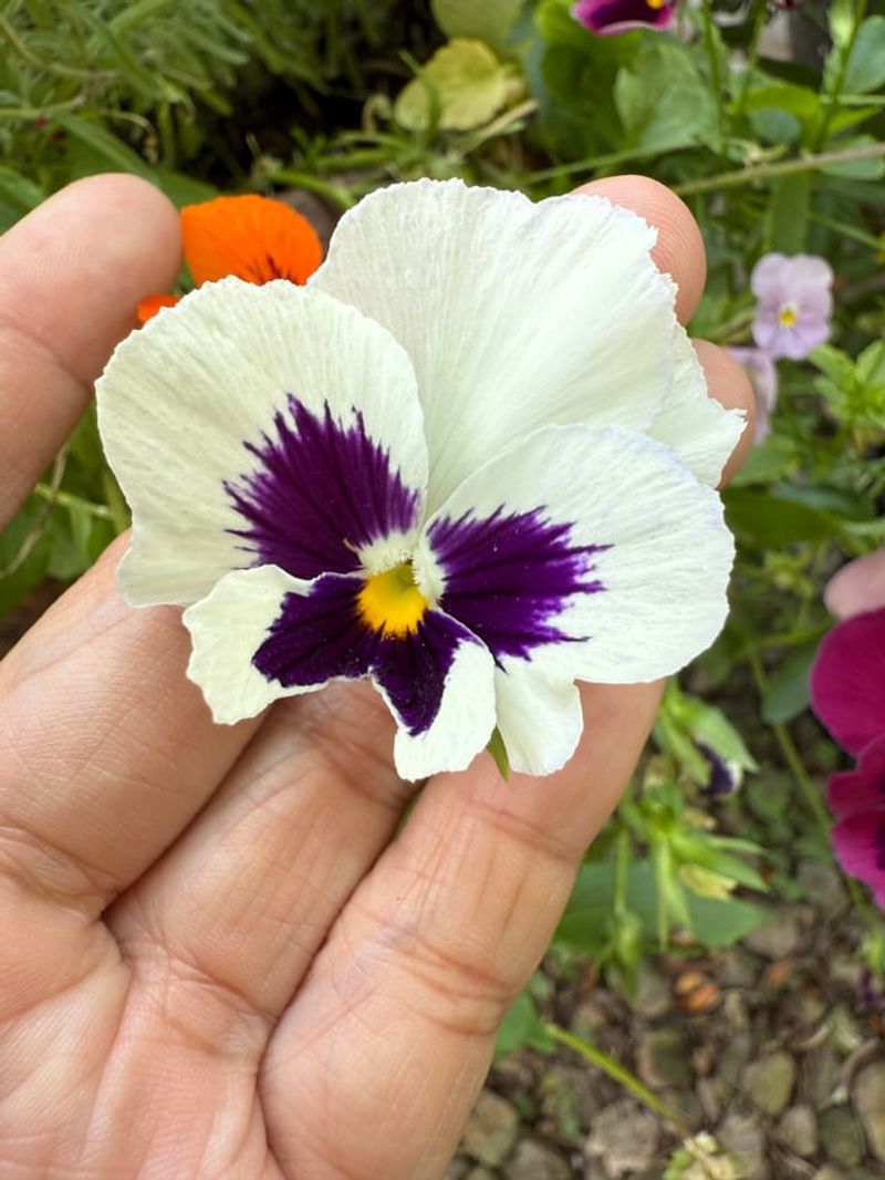 Pansies