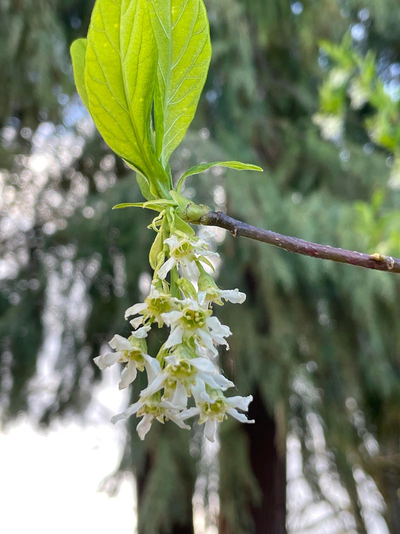 Indian Plum (Osoberry)