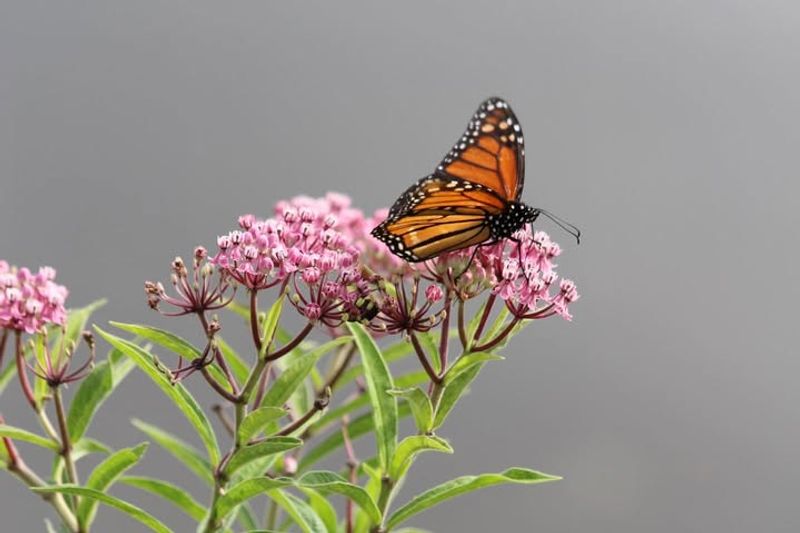 Native Milkweed (Showy Milkweed)