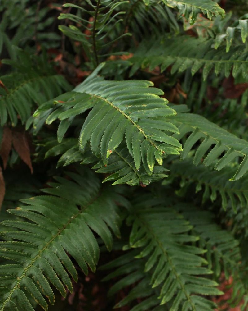 Western Sword Fern