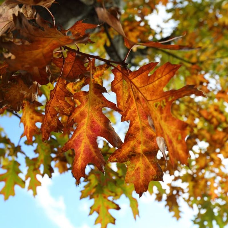 Vine Maple (Acer circinatum)