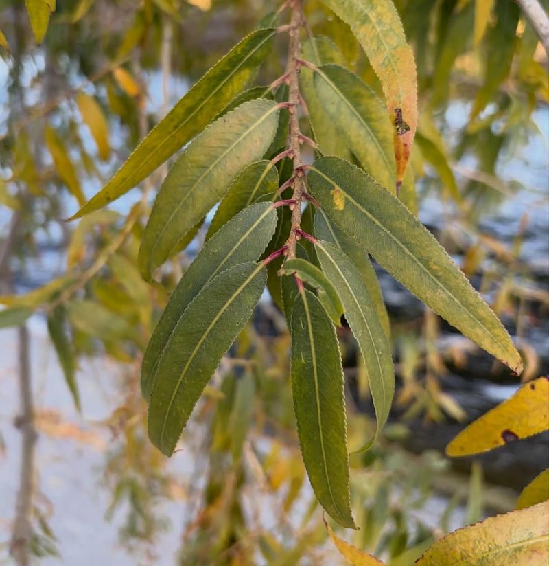 Willow (Salix species)