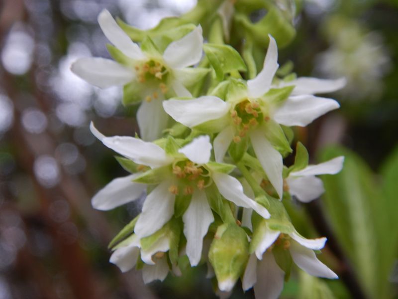 Indian Plum / Osoberry (Oemleria cerasiformis)