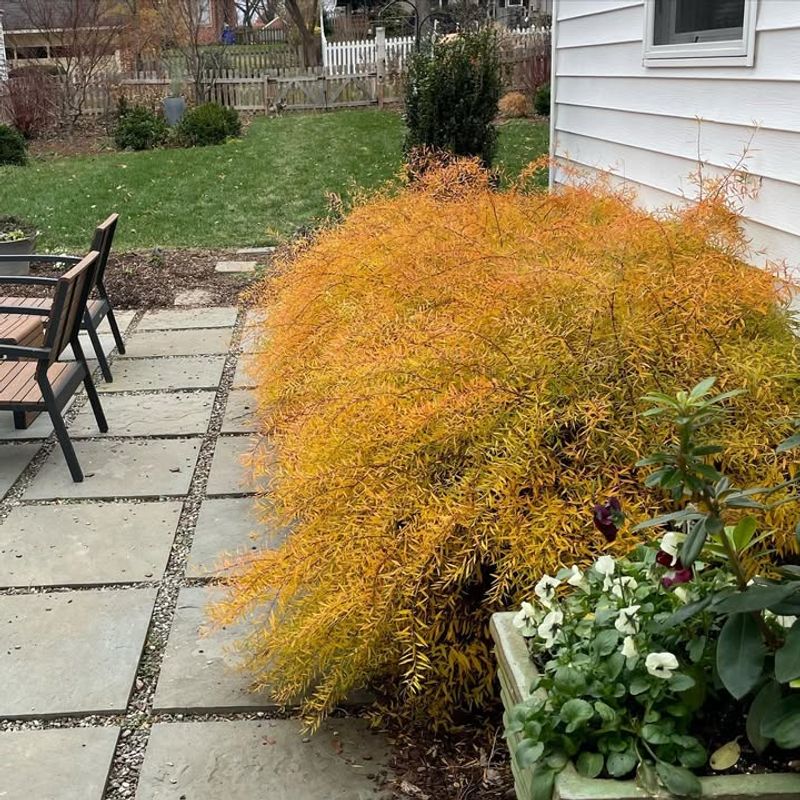 Spirea - Colorful And Almost Carefree