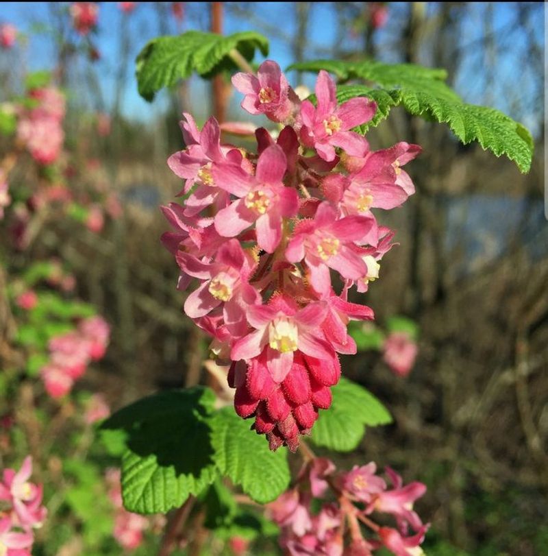 Red-Flowering Currant