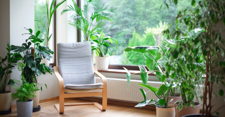 Oregon Homes Thrive With These 8 Indoor Plants That Double As Lifestyle Therapy