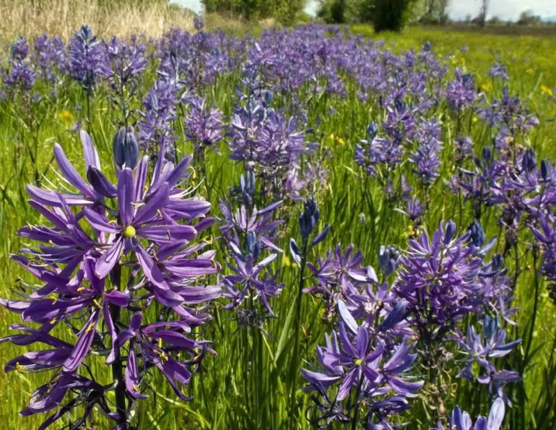Common Camas (Camassia Quamash)