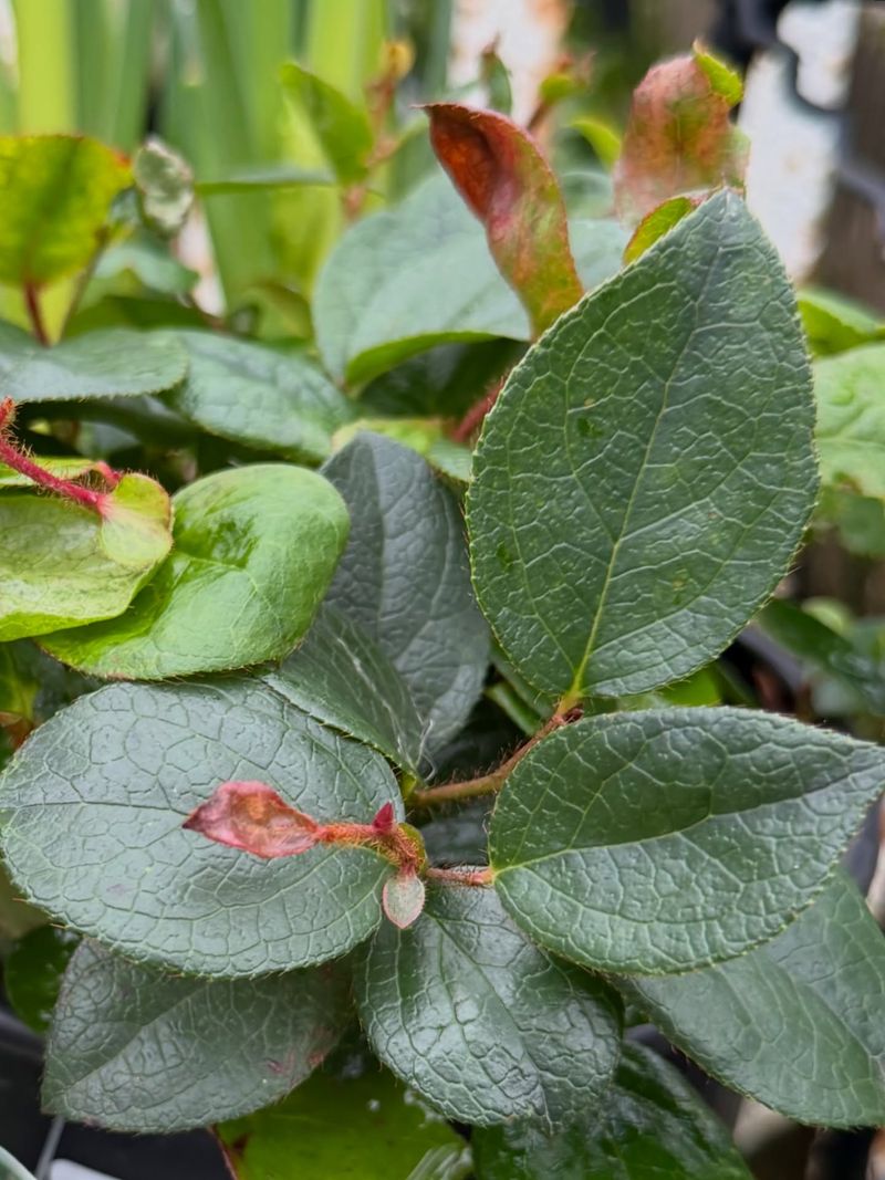 Salal (Gaultheria shallon)