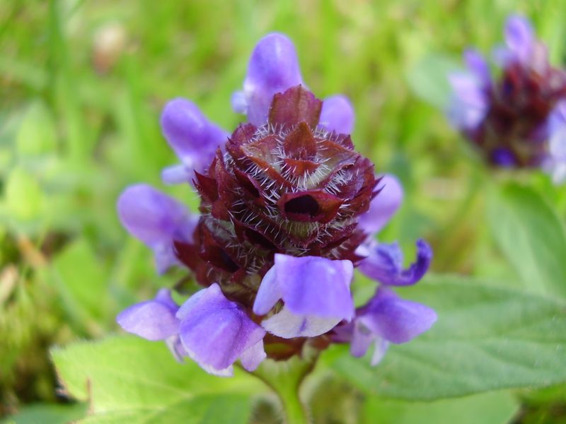 Self-Heal (Prunella vulgaris var. lanceolata)