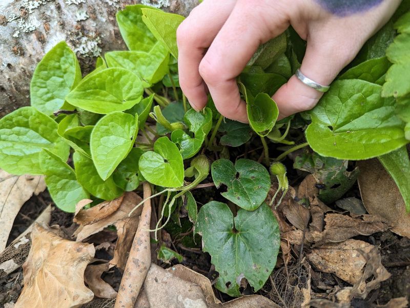 Wild Ginger (Asarum caudatum)