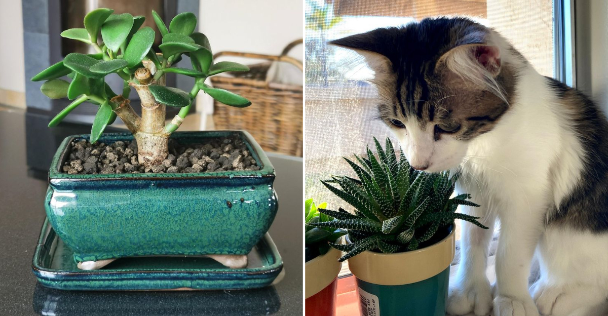 cats and succulents