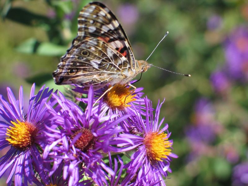 Douglas Aster (Symphyotrichum subspicatum)