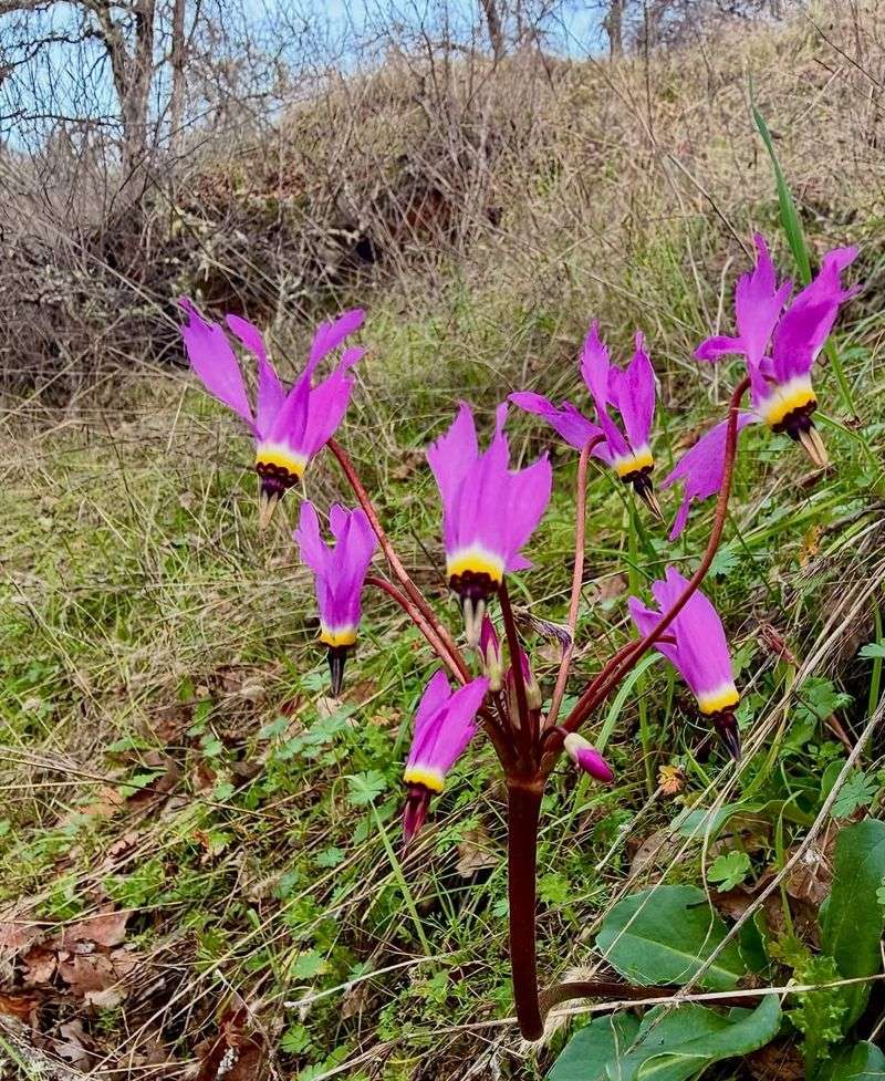 Henderson's Shooting Star (Primula hendersonii)