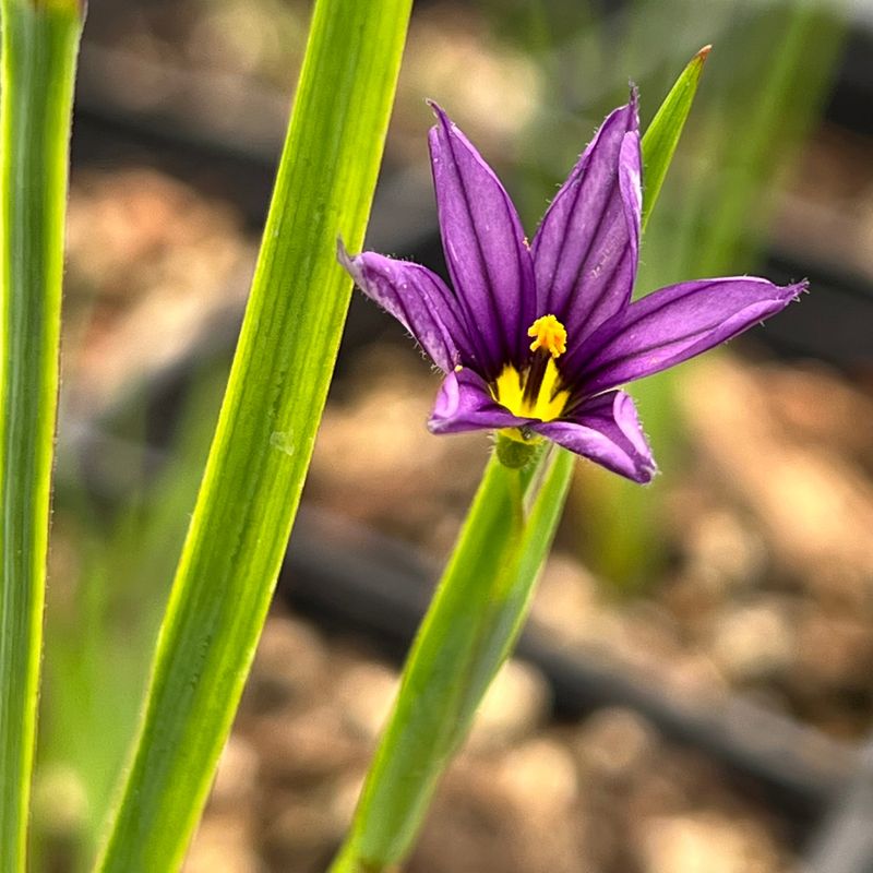 Blue-Eyed Grass (Sisyrinchium idahoense)