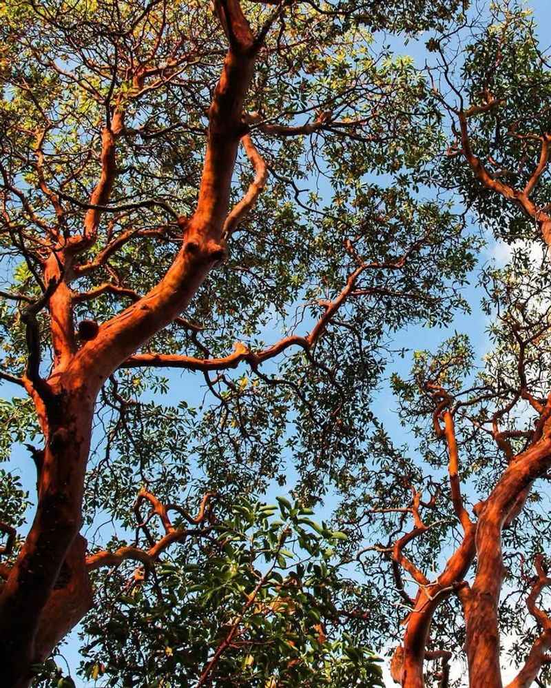 Pacific Madrone (Arbutus menziesii)