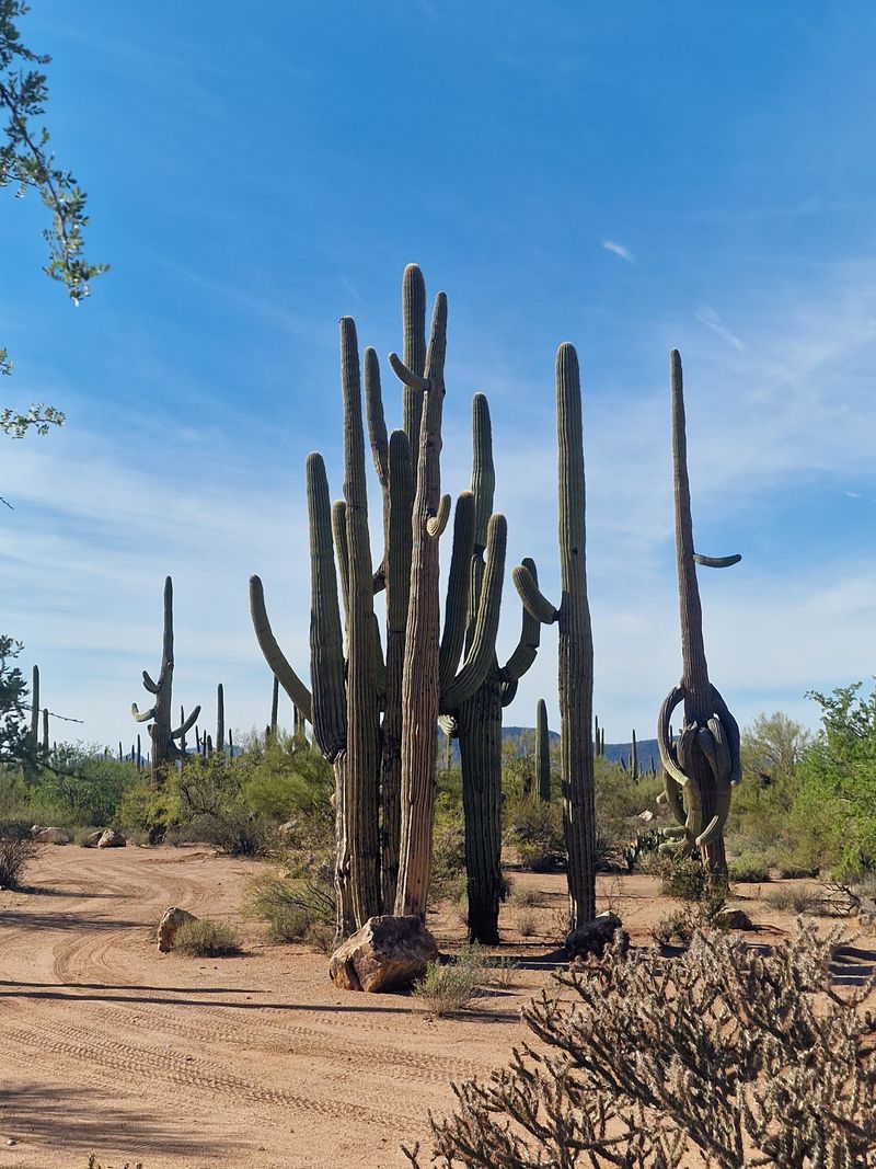 Ironwood Forest National Monument Preserves Native Cactus And Ironwood