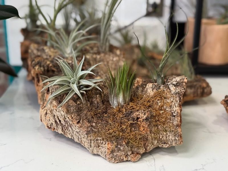 Air Plants Mounted On Driftwood