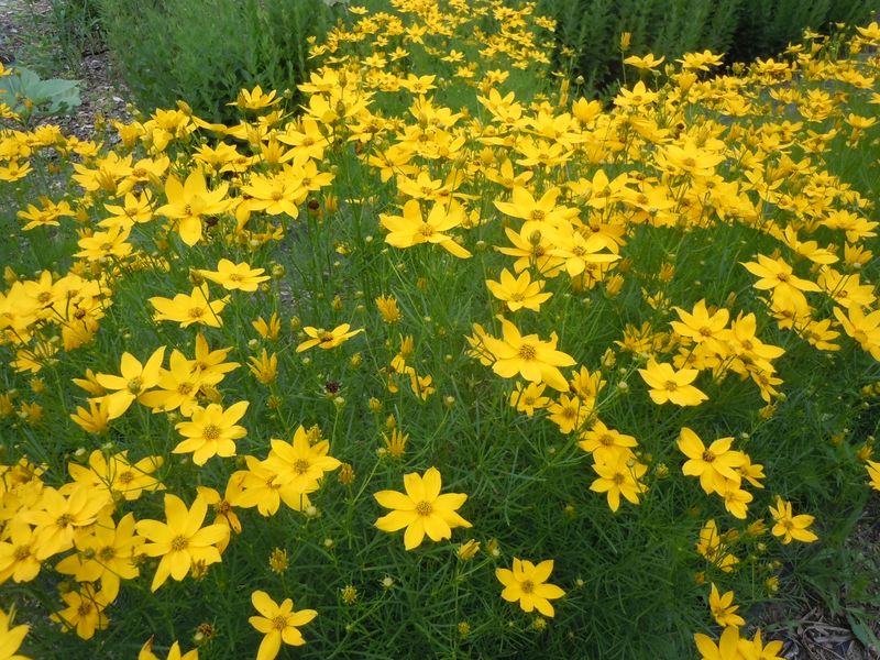 Coreopsis Spreads Sunshine Through Gardens