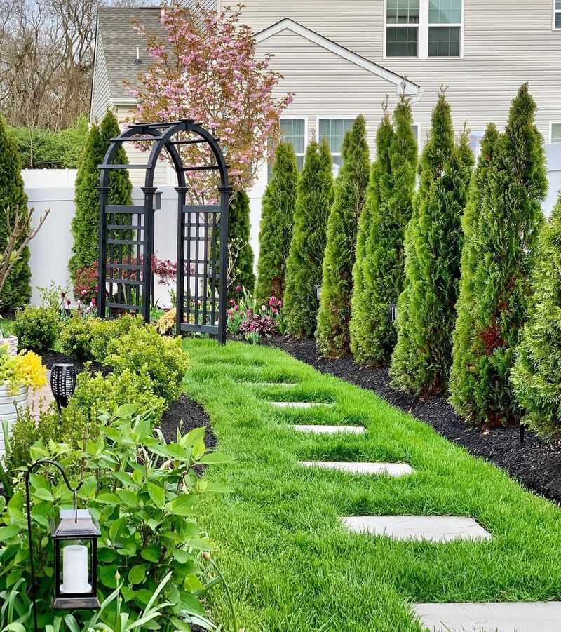 Arborvitae Builds Privacy With A Polished Look