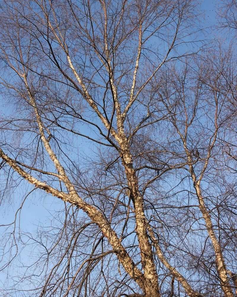 Deciduous Trees Appreciate Structural Cleanup Now