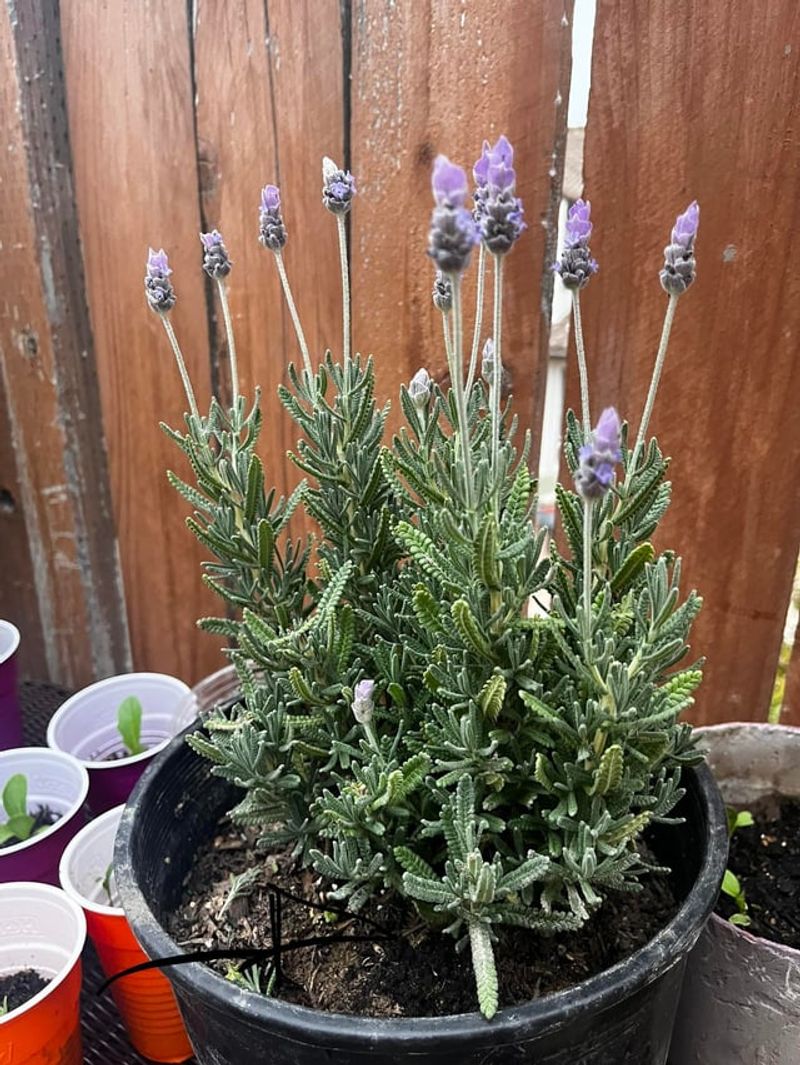 Lavender (Light Shaping Only)