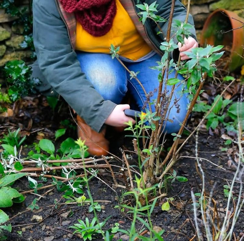 Butterfly Bush Blooms Stronger With A Hard Cut