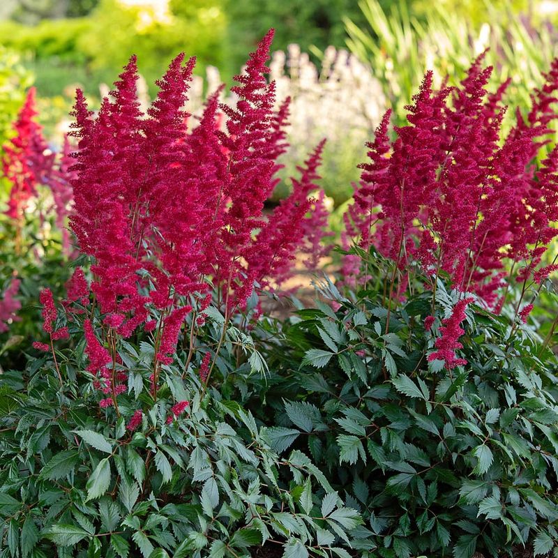 Astilbe Produces Fresh Growth And More Blooms