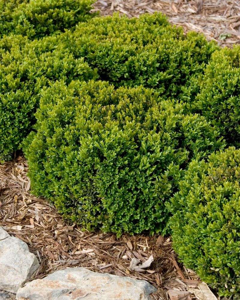Boxwood (Buxus spp.)