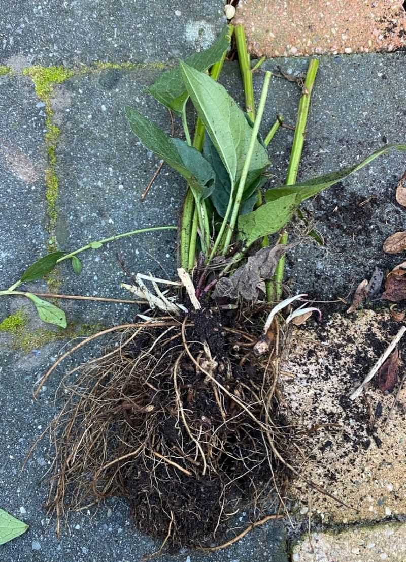 Black-Eyed Susans Rebound Quickly From Early Spring Division