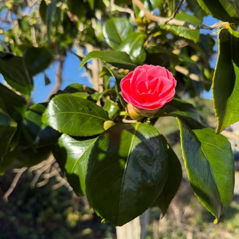 Camellias