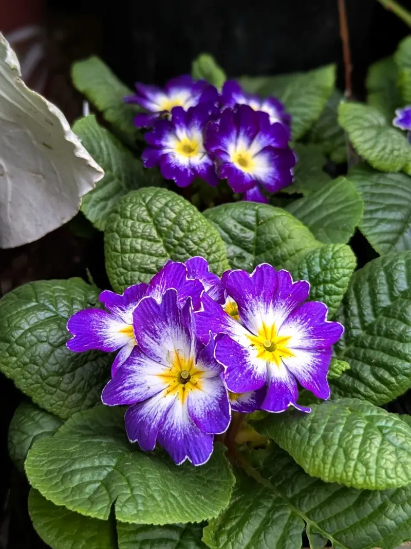 Primrose Brings Early Color To Spring Planters