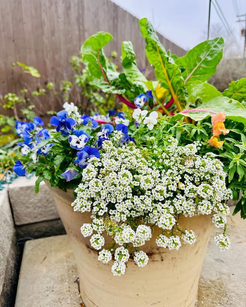 Alyssum Spreads Quickly In Mild Temperatures