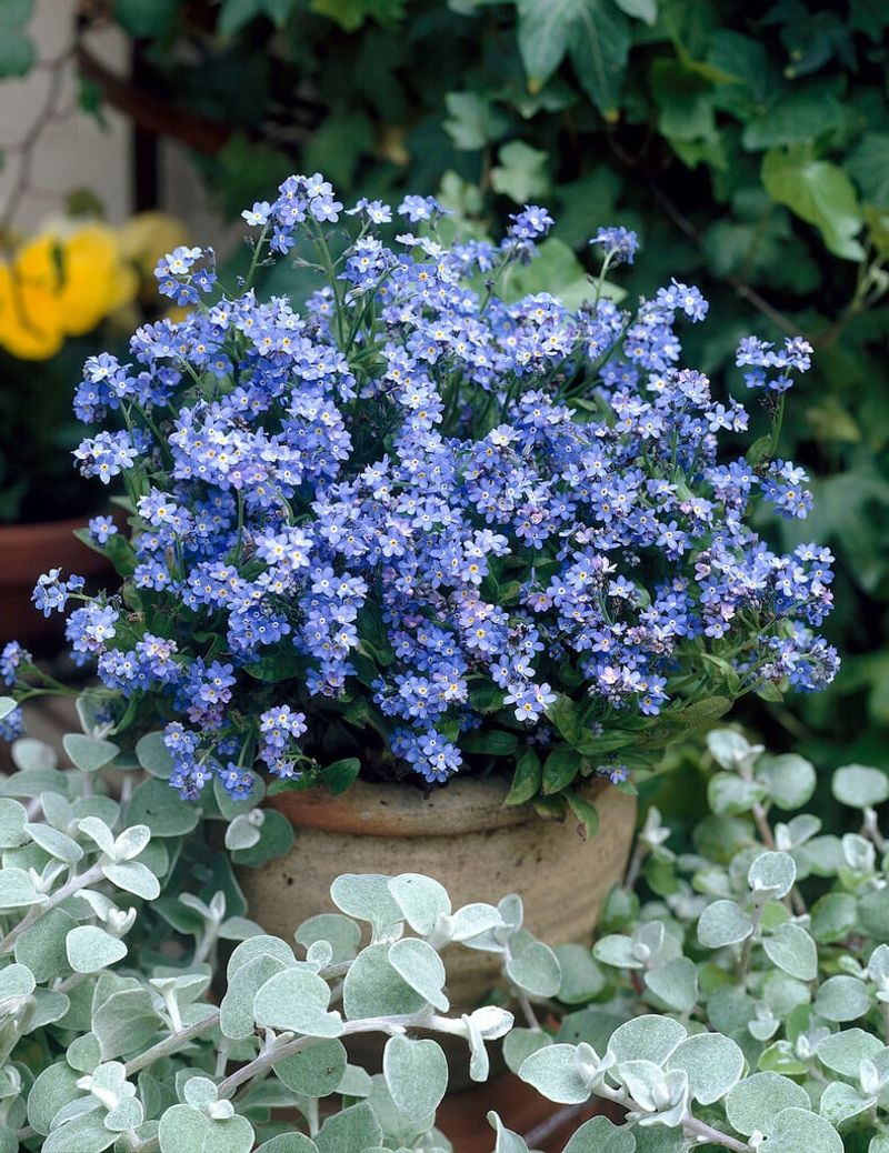 Forget-Me-Nots (Myosotis Spp.)