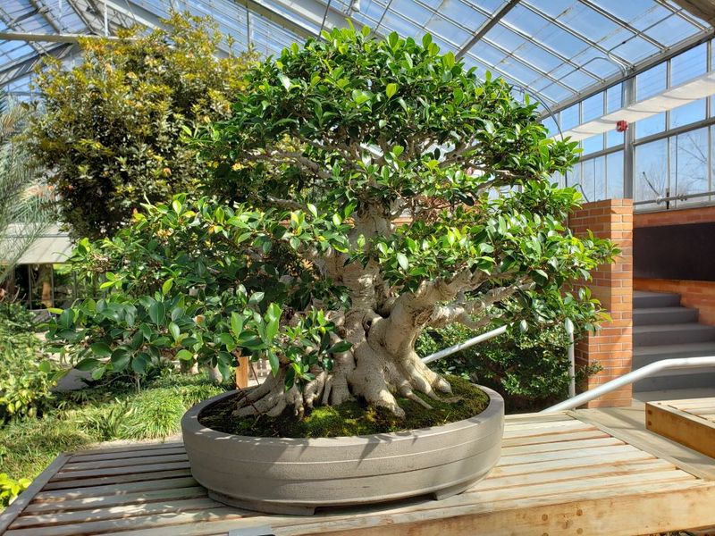 Great Lakes Garden Highlights Regional Native Plants