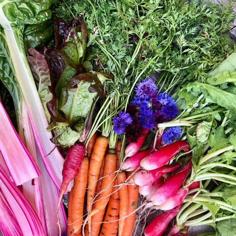 Roots Push Slightly Above The Soil Line