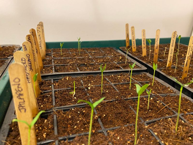 Warm Indoor Temperatures Speed Up Weak Growth