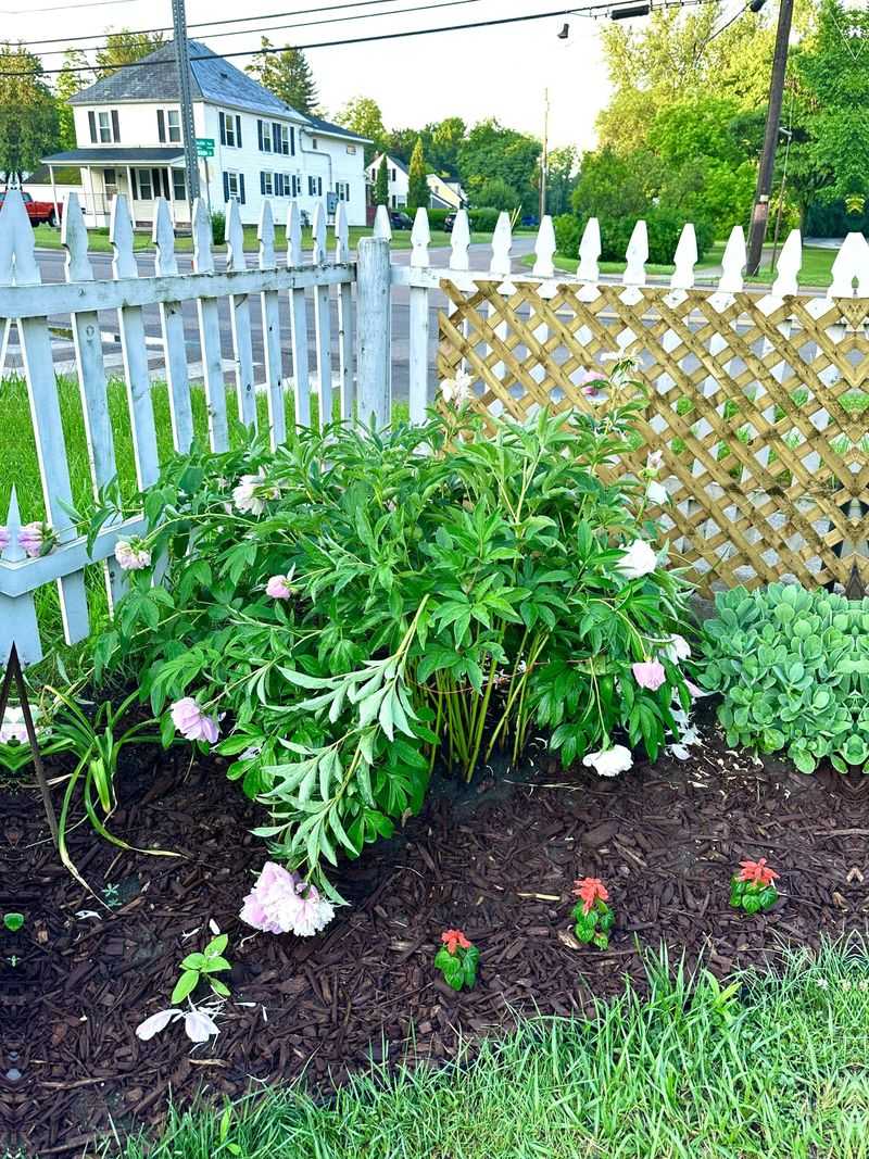 Spring Rain And Wind Push Blooms To The Ground
