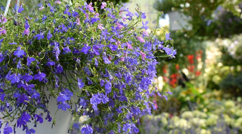 Cool Blue Lobelia Flow
