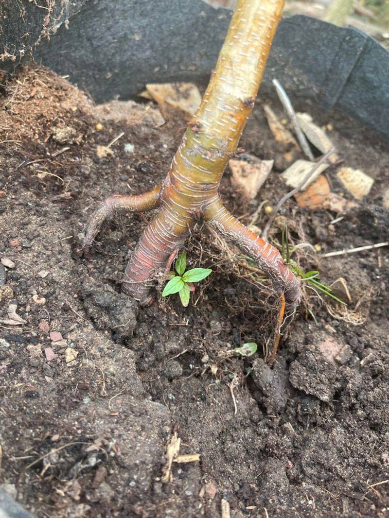 Feeding Plants While They Are Drought Stressed